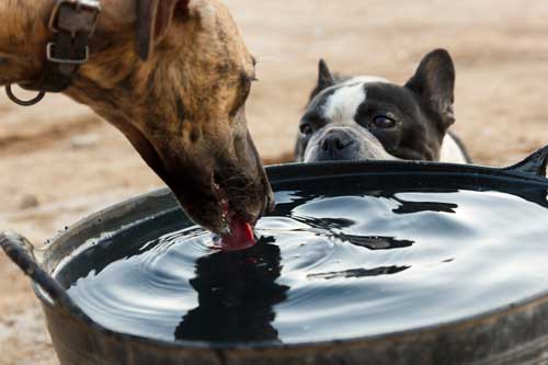 thirsty dog
