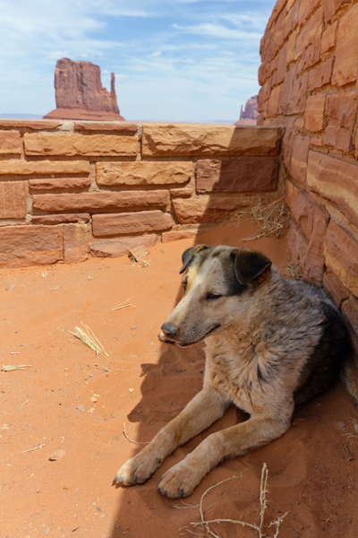 dog shade